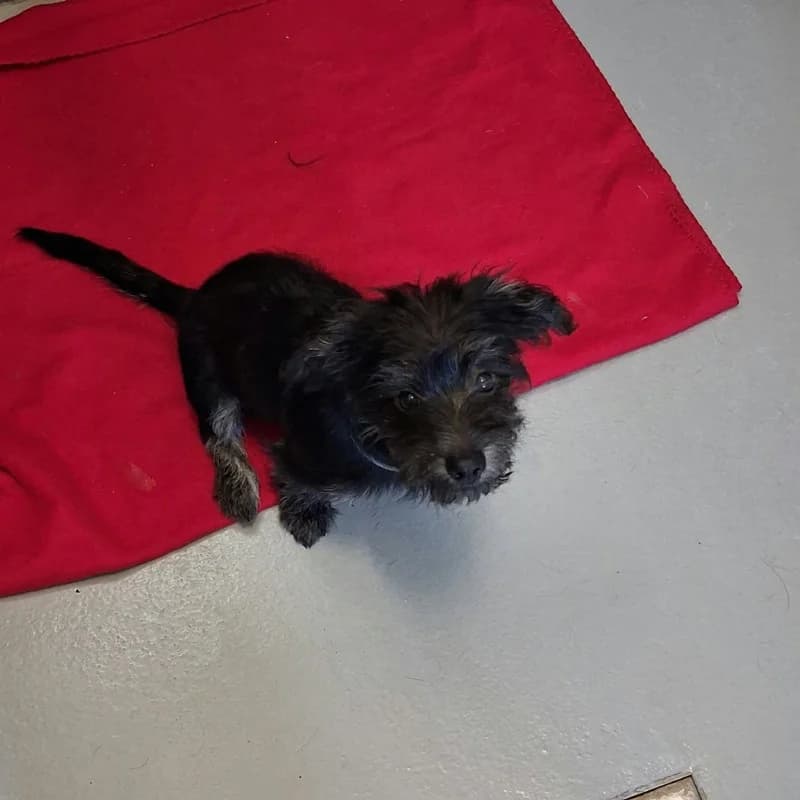 Kacperek, male Mixed Breed for adoption at Schronisko Kielce, Kielce