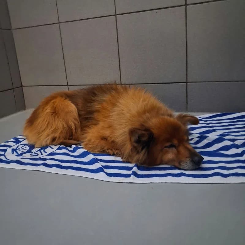 Speed, male Mixed Breed for adoption at Schronisko Kielce, Kielce