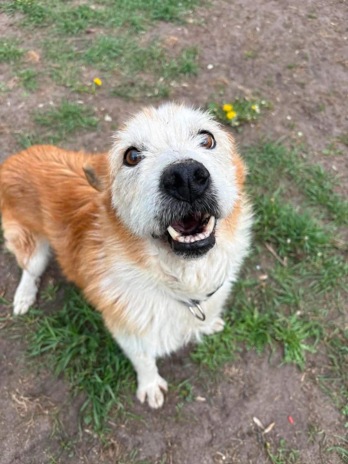 BakuΕ, male 5yo Mixed Breed for adoption at Schronisko Konin