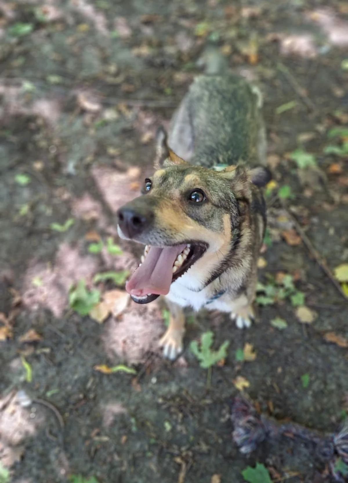 Cywil, male young Mixed Breed for adoption at Schronisko Konin