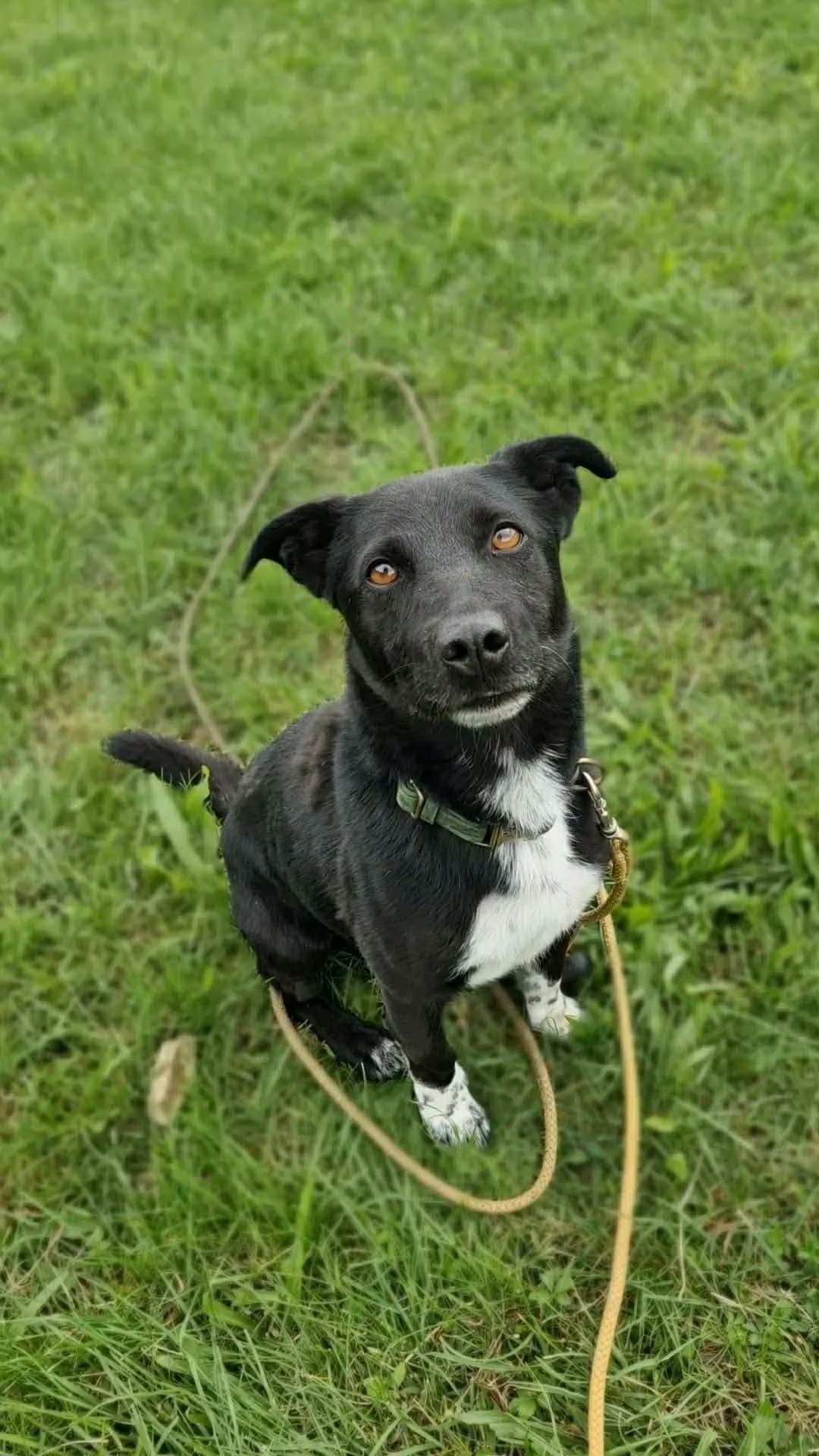Misiu, male puppy Mixed Breed for adoption at Schronisko Konin