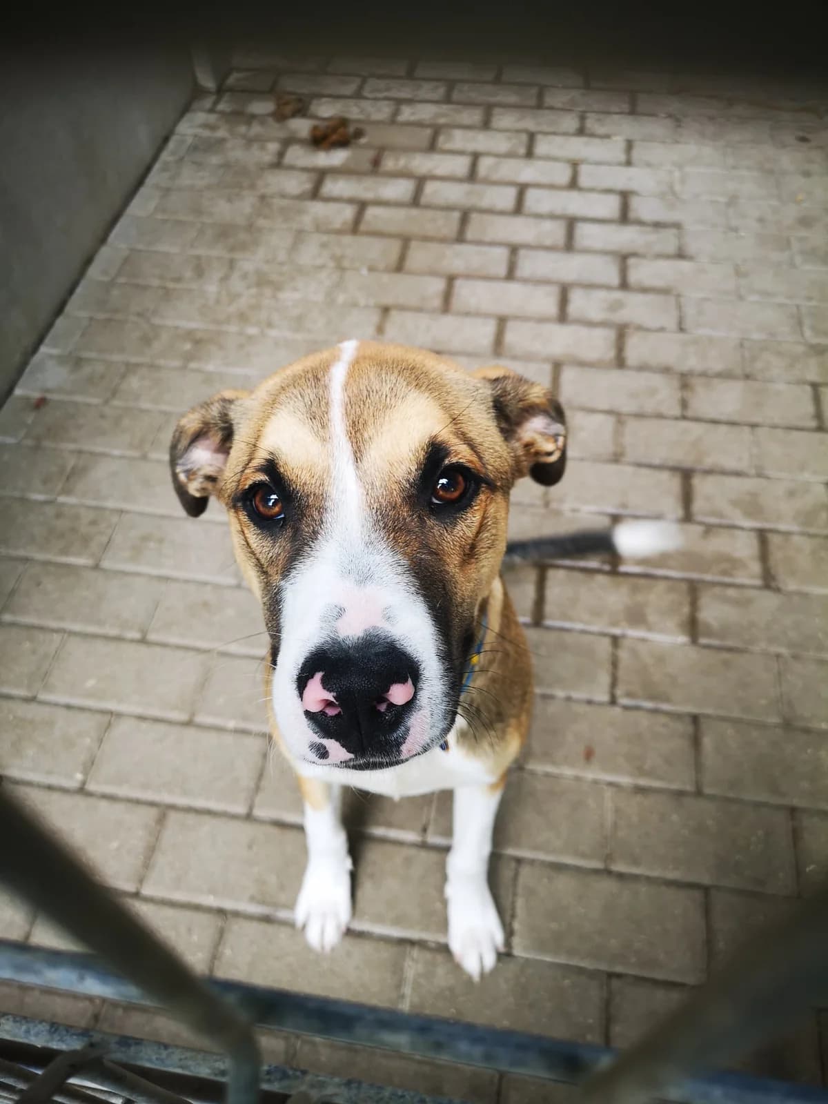 Gawron, male 7yo Mixed Breed for adoption at Schronisko Konin