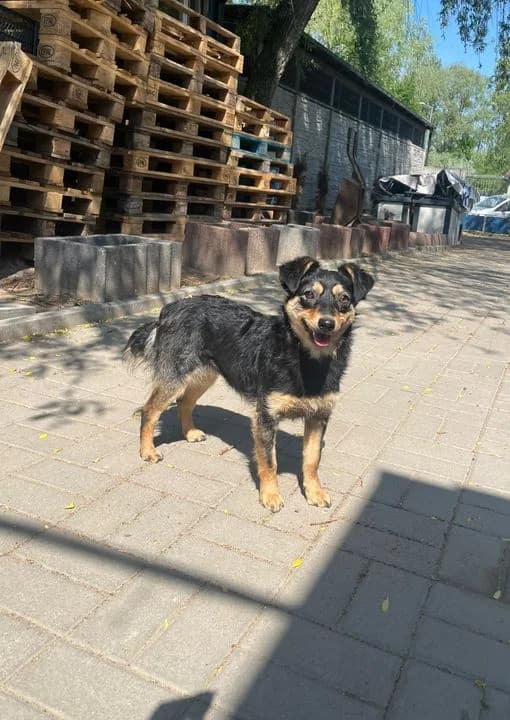 Tola, female 3yo Mixed Breed for adoption at Schronisko Konin