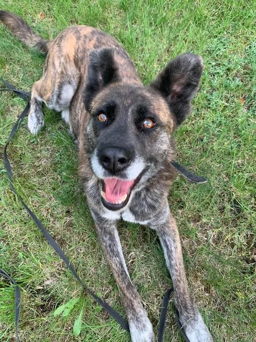 Rodo, male 7yo Mixed Breed for adoption at Schronisko Konin