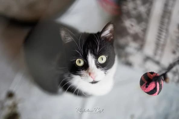 Walia, male 3yo Mixed Breed for adoption at Schronisko Konin