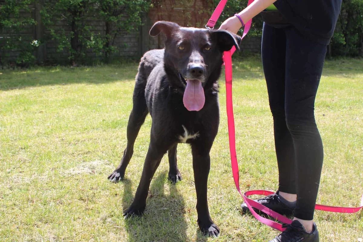 Kania, female 6yo Mixed Breed for adoption at Schronisko Konin