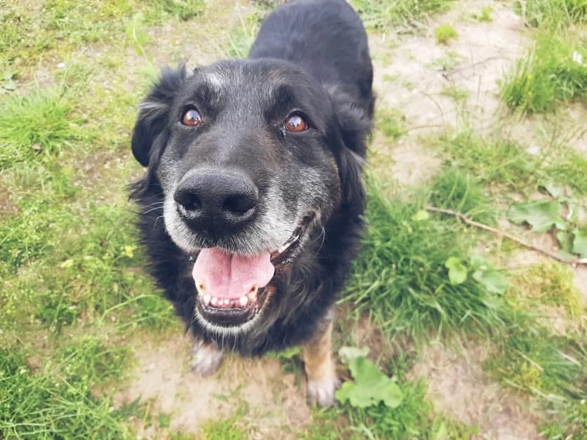 Iwan, senior Mixed Breed for adoption at Schronisko Konin