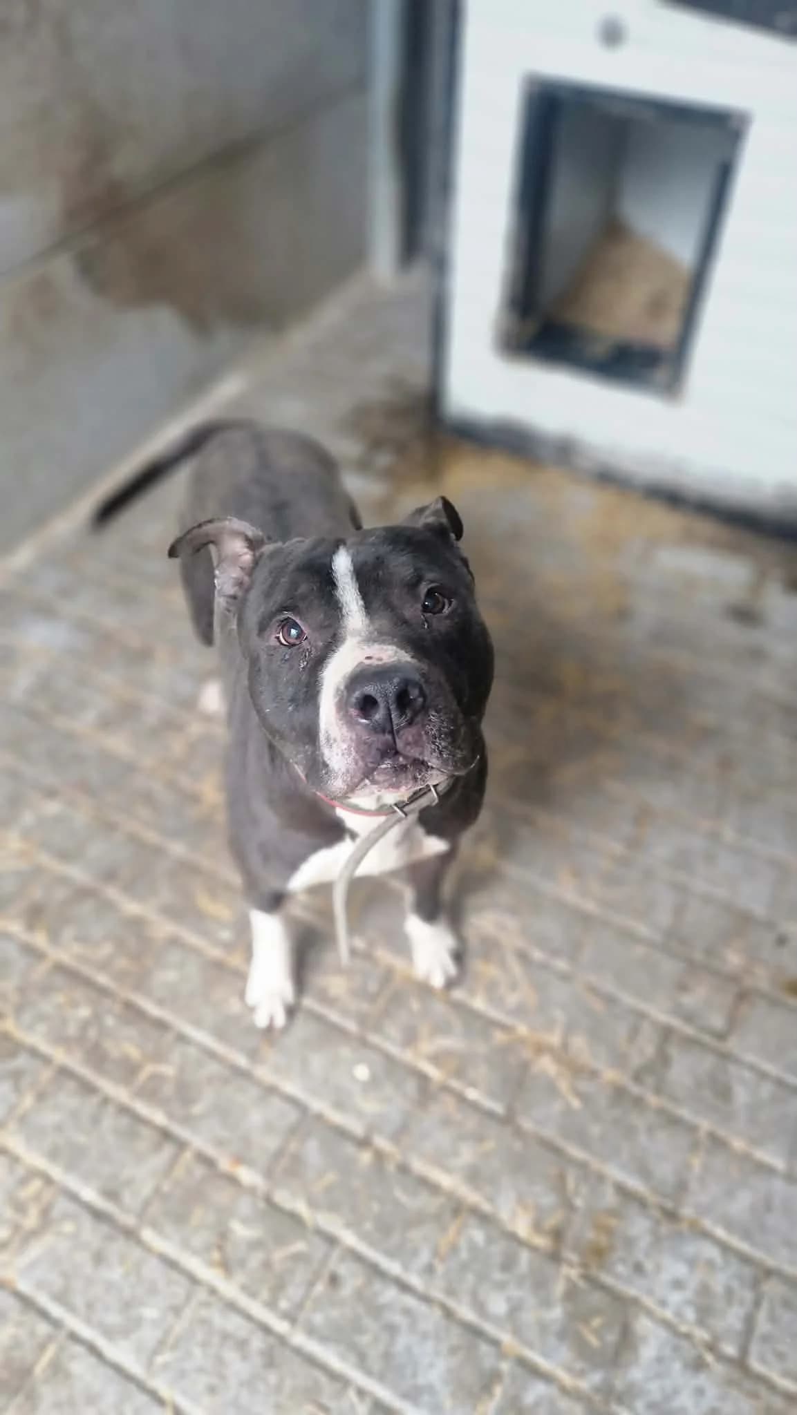 Przecinek, male 6yo Mixed Breed for adoption at Schronisko Konin