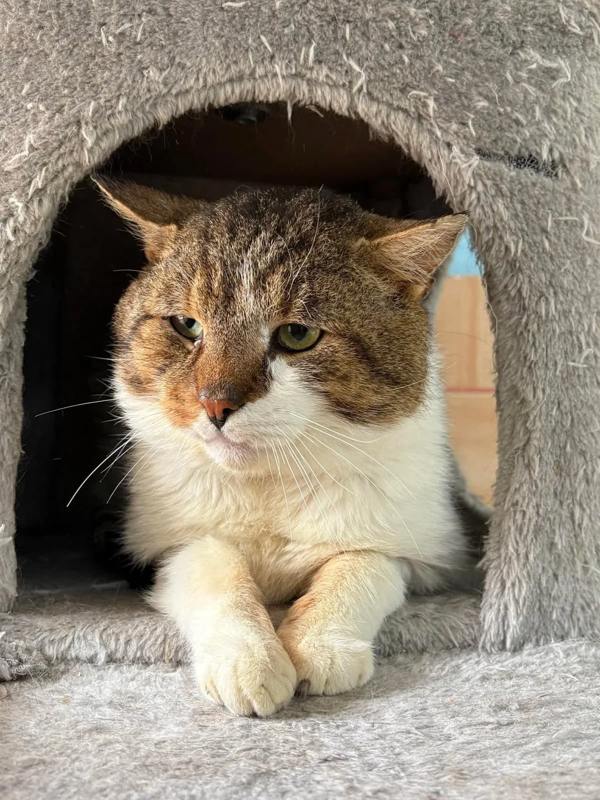 Weteran, male 7yo Mixed Breed for adoption at Schronisko Konin