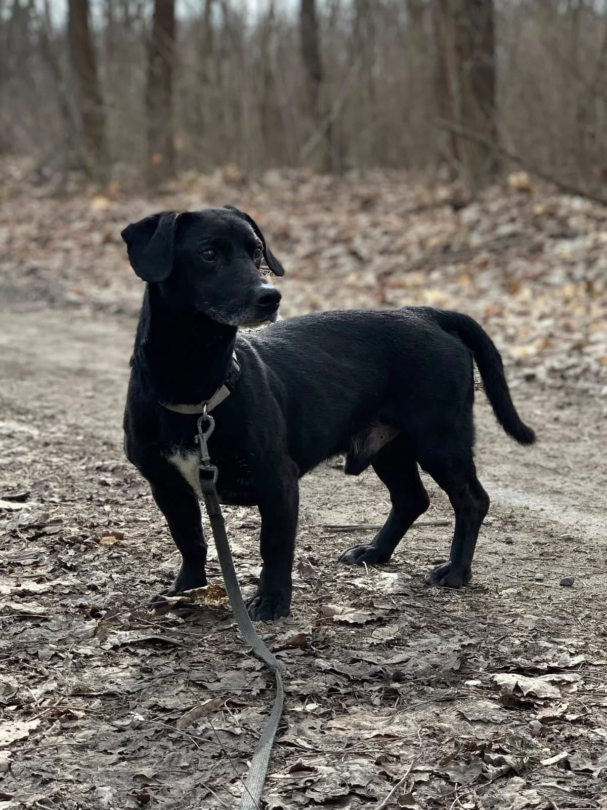 Daniel, male senior Mixed Breed for adoption at Schronisko Konin
