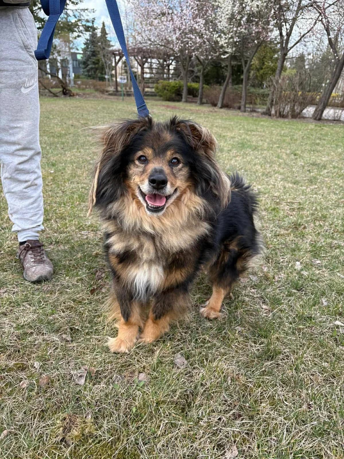 Tom, male 5yo Mixed Breed for adoption at Schronisko Konin