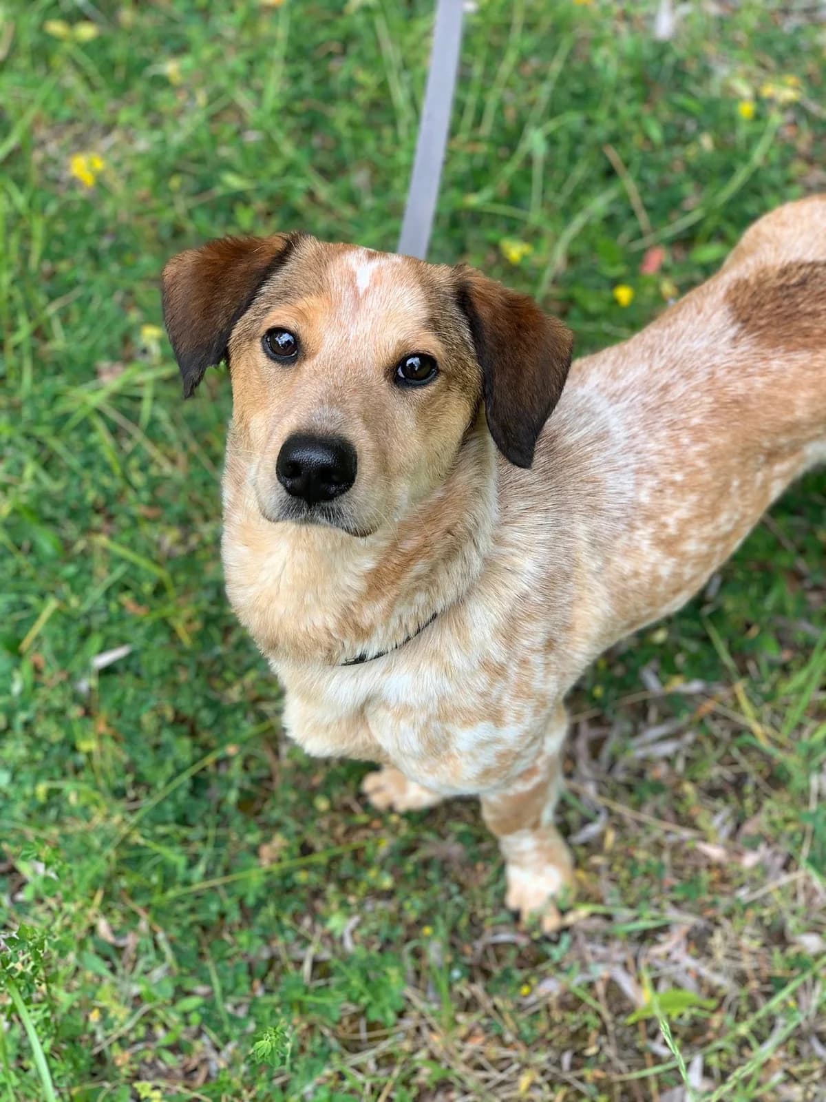 Tofik, male 5yo Mixed Breed for adoption at Schronisko Konin