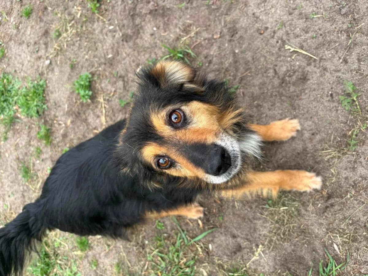 Jagna, female 6yo Mixed Breed for adoption at Schronisko Konin