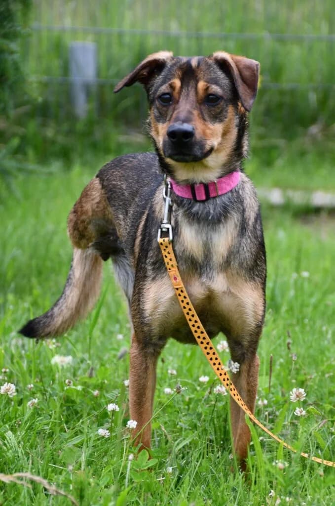 Łapka, Mixed Breed for adoption at Schronisko dla Zwierząt Koszalin, Koszalin