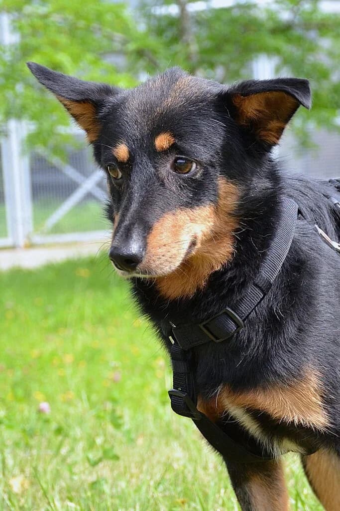 Figo, Mixed Breed for adoption at Schronisko dla Zwierząt Koszalin, Koszalin