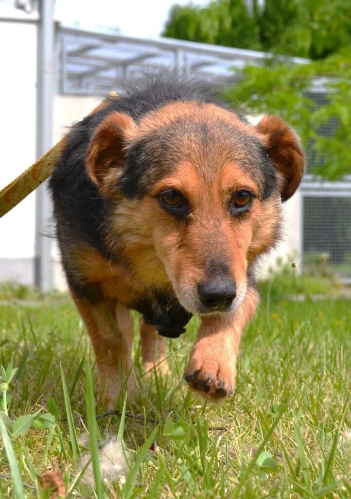 Fago, Mixed Breed for adoption at Schronisko dla Zwierząt Koszalin, Koszalin