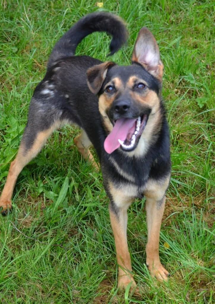 Lola, Mixed Breed for adoption at Schronisko dla Zwierząt Koszalin, Koszalin