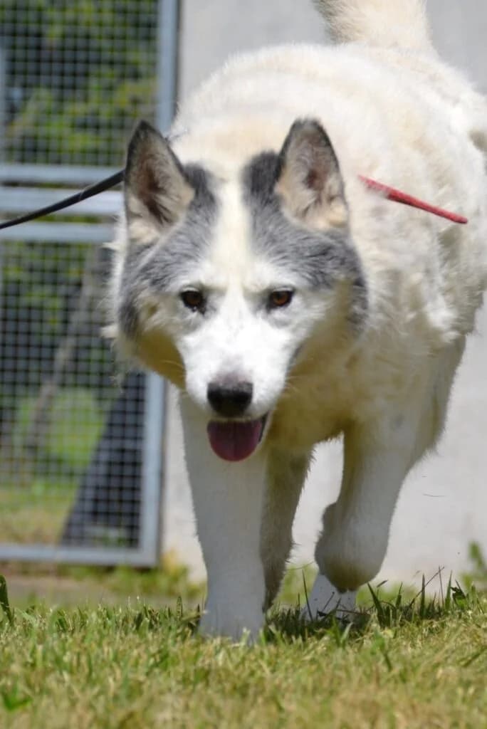 Tomcio, Mixed Breed for adoption at Schronisko dla Zwierząt Koszalin, Koszalin