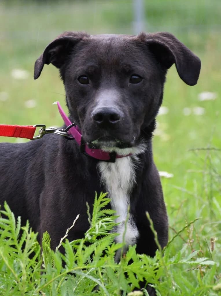 Karat, Mixed Breed for adoption at Schronisko dla Zwierząt Koszalin, Koszalin