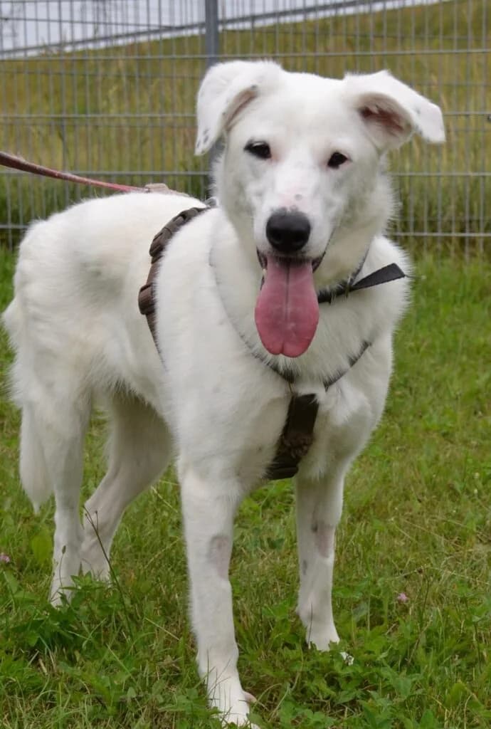 Betty, Mixed Breed for adoption at Schronisko dla Zwierząt Koszalin, Koszalin