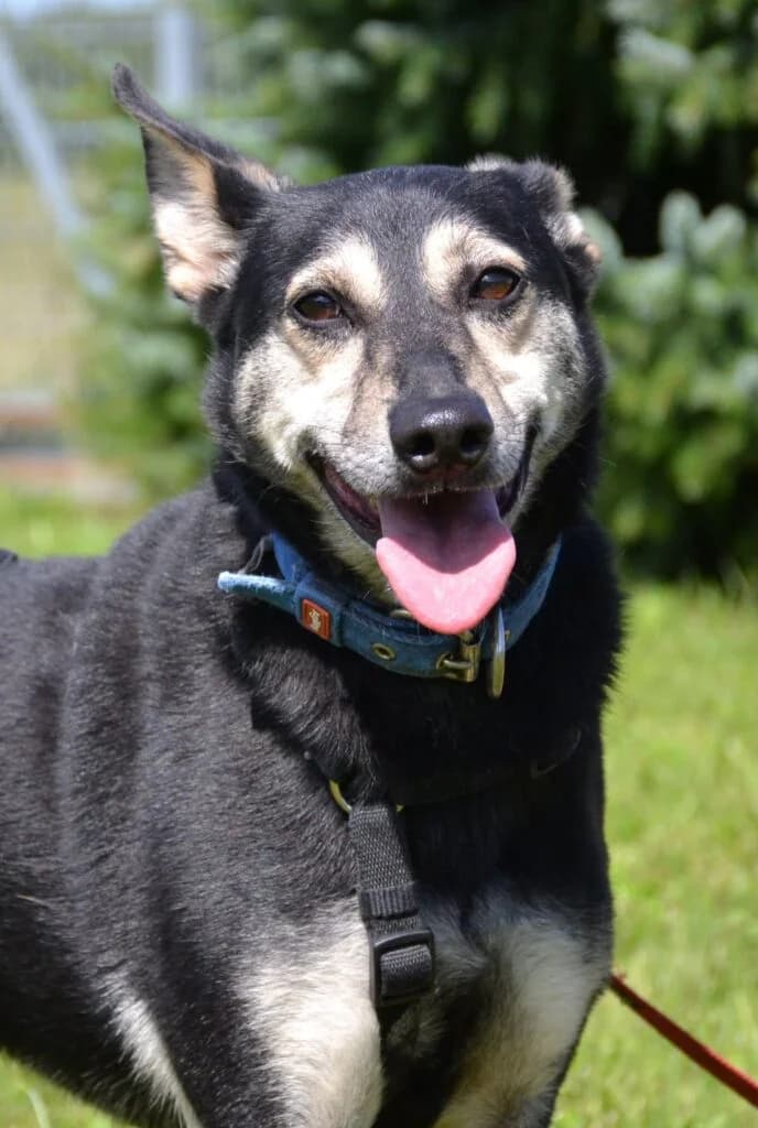 Burza, Mixed Breed for adoption at Schronisko dla Zwierząt Koszalin, Koszalin