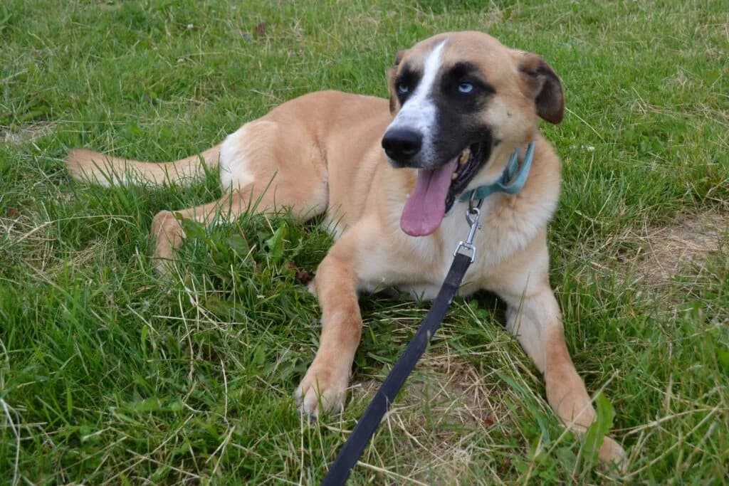 Zadzior, Mixed Breed for adoption at Schronisko dla Zwierząt Koszalin, Koszalin