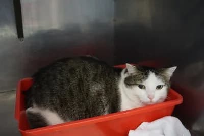 PACZULA, 5yo mixed breed for adoption at Schronisko Kraków, Kraków