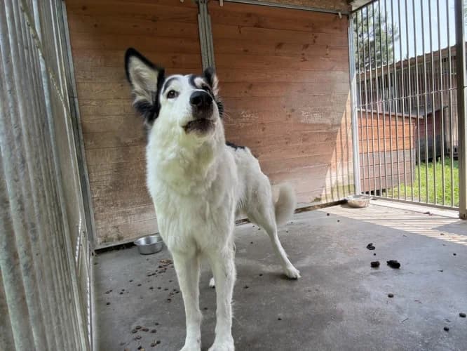 STELLA, female senior mixed breed for adoption at Schronisko Kraków, Kraków