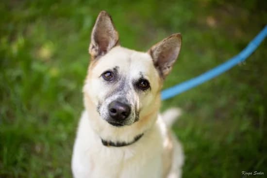 CHAKI, 7yo mixed breed for adoption at Schronisko Kraków, Kraków