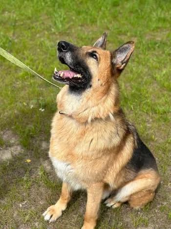 ALEX, senior German Shepherd for adoption at Schronisko Kraków, Kraków