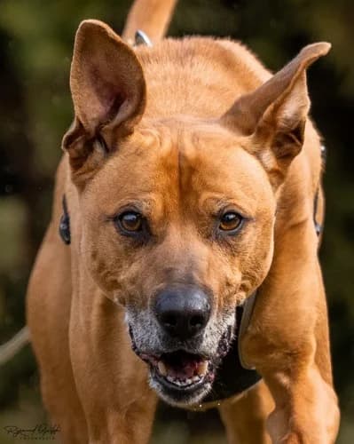 KOFI, senior mixed breed for adoption at Schronisko Kraków, Kraków