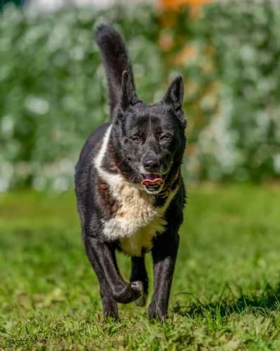 KOSTEK, 7yo mixed breed for adoption at Schronisko Kraków, Kraków