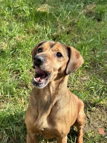 ATOS, 7yo mixed breed for adoption at Schronisko Kraków, Kraków
