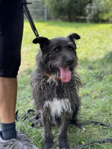 PUSZEK, senior mixed breed for adoption at Schronisko Kraków, Kraków
