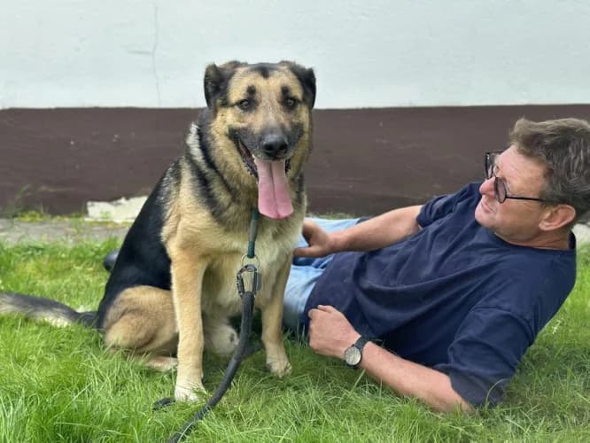 PREZES, 7yo mixed breed for adoption at Schronisko Kraków, Kraków