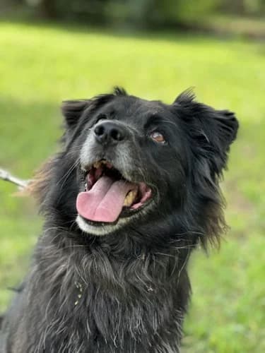 BULINEK, senior mixed breed for adoption at Schronisko Kraków, Kraków