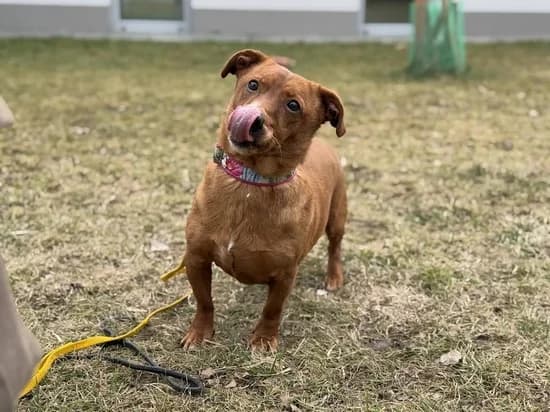 SNEJP, 5yo mixed breed for adoption at Schronisko Kraków, Kraków