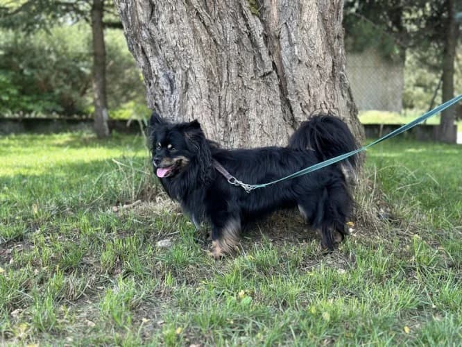 KIWI, male senior mixed breed for adoption at Schronisko Kraków, Kraków