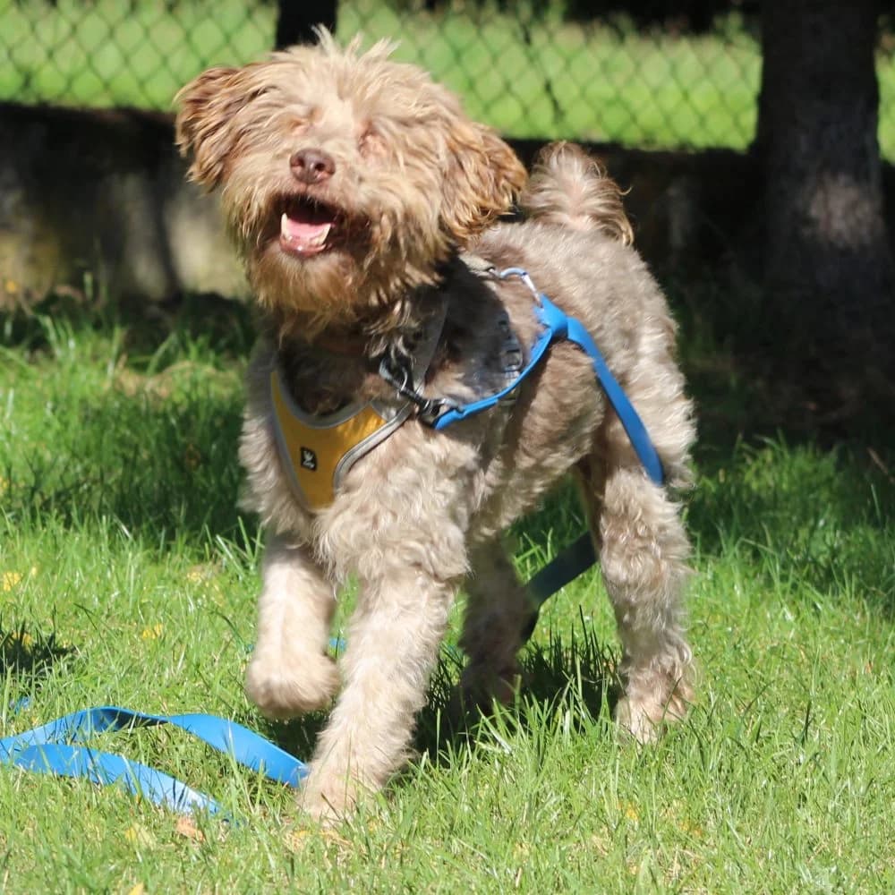 BĄBEL, senior mixed breed for adoption at Schronisko Kraków, Kraków