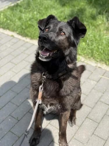 BALU, senior mixed breed for adoption at Schronisko Kraków, Kraków