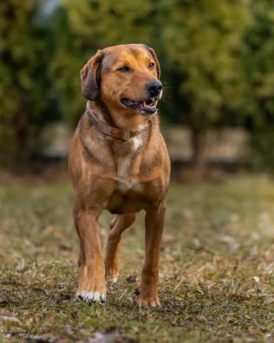 JANEK, 5yo mixed breed for adoption at Schronisko Kraków, Kraków