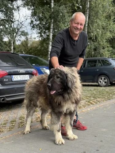 ATOS, 3yo mixed breed for adoption at Schronisko Kraków, Kraków