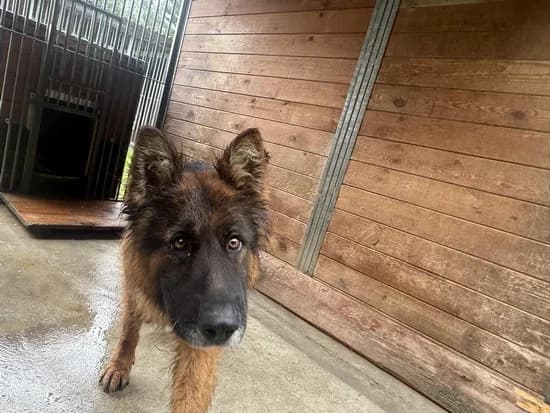 ZORIAN, male 7yo mixed breed for adoption at Schronisko Kraków, Kraków