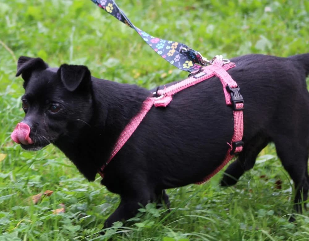 TYMIANEK, senior mixed breed for adoption at Schronisko Kraków, Kraków