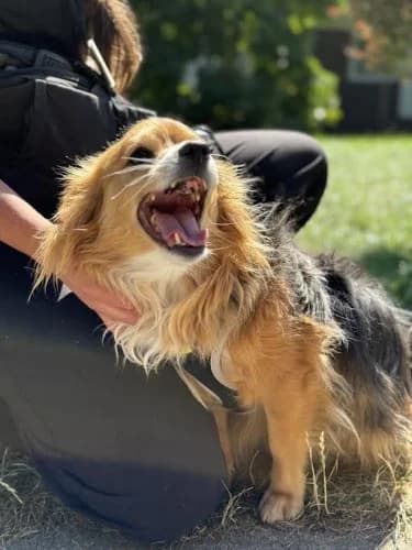 ROKI, 7yo mixed breed for adoption at Schronisko Kraków, Kraków