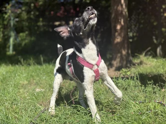 MAX, senior mixed breed for adoption at Schronisko Kraków, Kraków