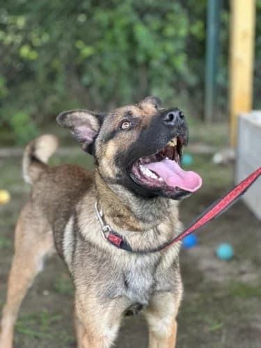 VIP, 3yo mixed breed for adoption at Schronisko Kraków, Kraków