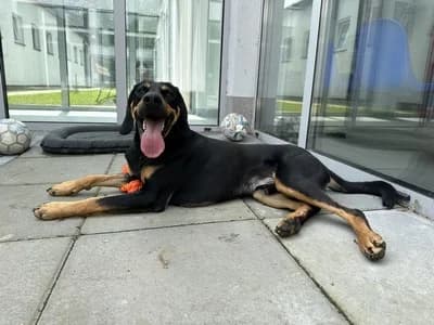 FELUŚ, 5yo mixed breed for adoption at Schronisko Kraków, Kraków