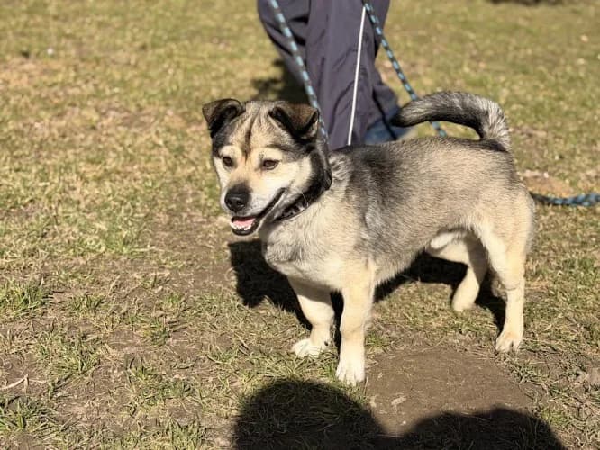 HULTAJ, 5yo mixed breed for adoption at Schronisko Kraków, Kraków