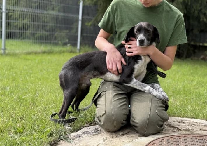 GUCIO, male 4yo mixed breed for adoption at Schronisko Kraków, Kraków